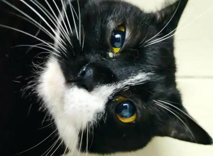 猫咪有眼屎是怎么回事,猫咪每天都有眼屎正常吗?-第1张图片-后鲨宠物 猫咪有眼屎是怎么回事,猫咪每天都有眼屎正常吗?-第1张图片-后鲨宠物