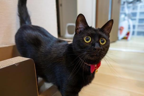 猫咪有眼屎是怎么回事,猫咪每天都有眼屎正常吗?-第2张图片-后鲨宠物 猫咪有眼屎是怎么回事,猫咪每天都有眼屎正常吗?-第2张图片-后鲨宠物