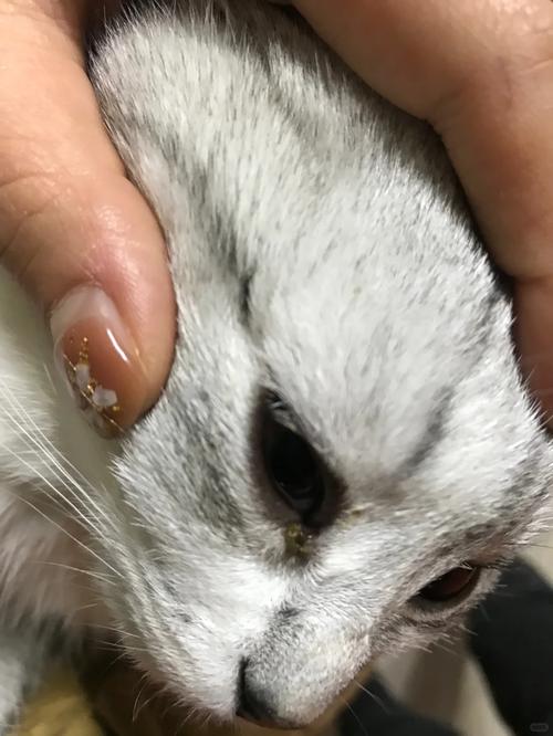 猫咪有眼屎是怎么回事,猫咪每天都有眼屎正常吗?-第4张图片-后鲨宠物 猫咪有眼屎是怎么回事,猫咪每天都有眼屎正常吗?-第4张图片-后鲨宠物