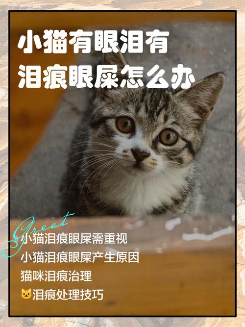 猫咪有眼屎是怎么回事,猫咪每天都有眼屎正常吗?-第5张图片-后鲨宠物 猫咪有眼屎是怎么回事,猫咪每天都有眼屎正常吗?-第5张图片-后鲨宠物