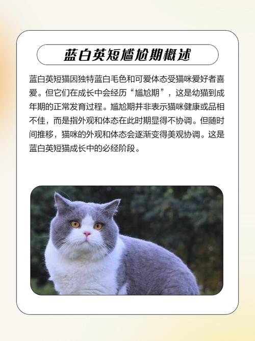 猫咪尴尬期是几个月_猫咪尴尬期是几个月到几个月-第1张图片-后鲨宠物 猫咪尴尬期是几个月_猫咪尴尬期是几个月到几个月-第1张图片-后鲨宠物
