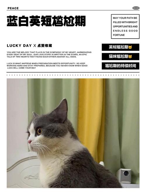 猫咪尴尬期是几个月_猫咪尴尬期是几个月到几个月-第2张图片-后鲨宠物 猫咪尴尬期是几个月_猫咪尴尬期是几个月到几个月-第2张图片-后鲨宠物