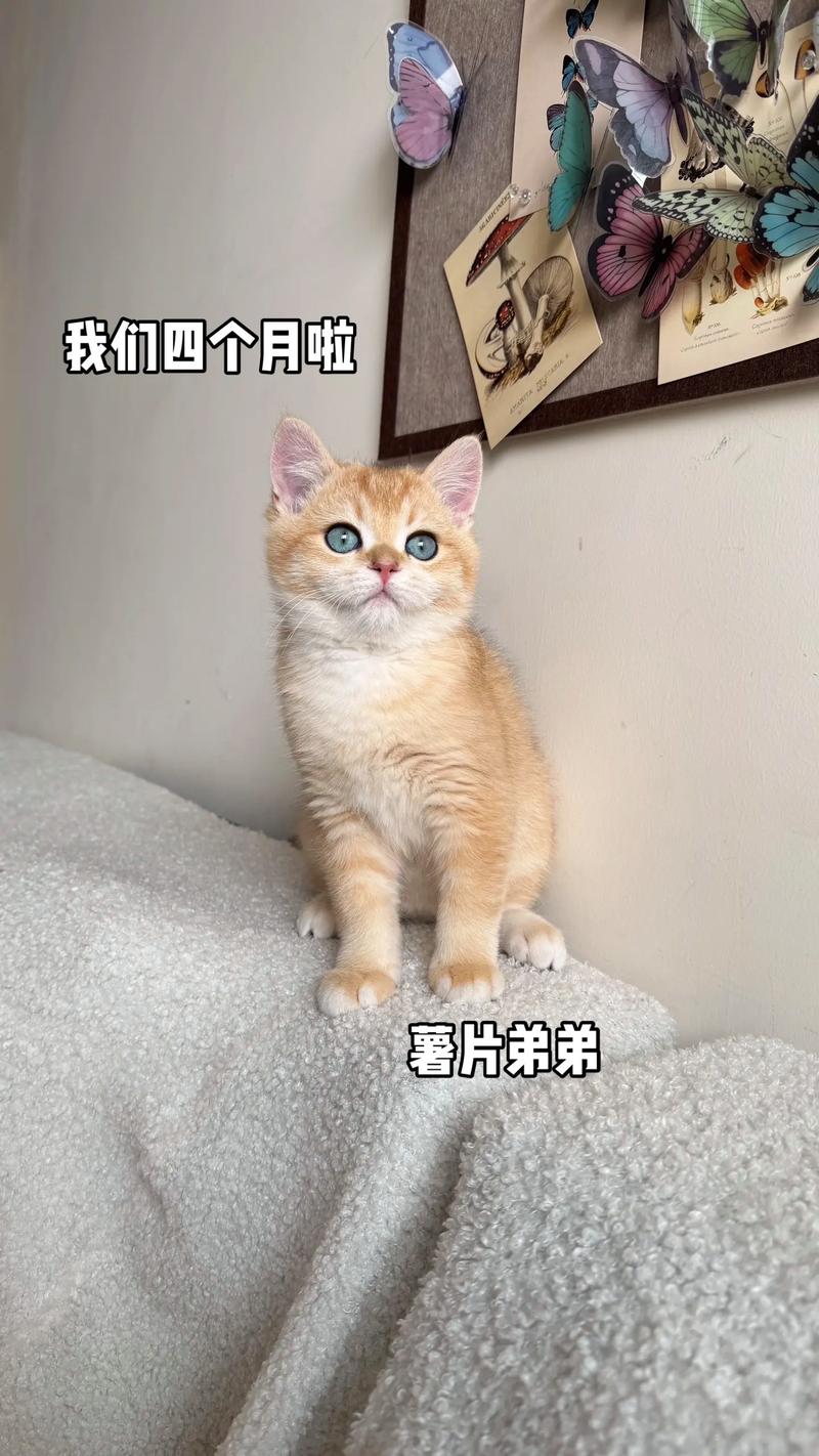 猫咪尴尬期是几个月_猫咪尴尬期是几个月到几个月-第3张图片-后鲨宠物 猫咪尴尬期是几个月_猫咪尴尬期是几个月到几个月-第3张图片-后鲨宠物