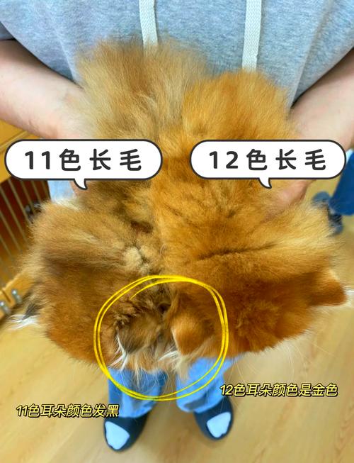 猫咪尴尬期是几个月_猫咪尴尬期是几个月到几个月-第5张图片-后鲨宠物 猫咪尴尬期是几个月_猫咪尴尬期是几个月到几个月-第5张图片-后鲨宠物