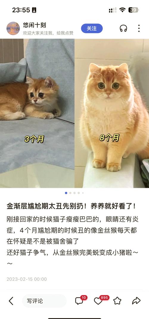 猫咪尴尬期是几个月_猫咪尴尬期是几个月到几个月-第6张图片-后鲨宠物 猫咪尴尬期是几个月_猫咪尴尬期是几个月到几个月-第6张图片-后鲨宠物