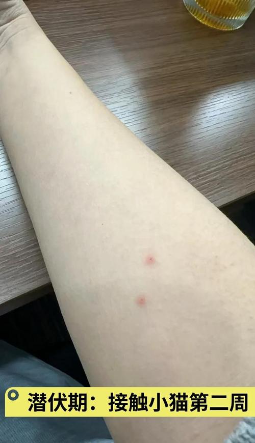 猫咪下嘴唇长了红点小泡,猫咪下嘴唇长了红点小泡泡怎么办-第4张图片-后鲨宠物 猫咪下嘴唇长了红点小泡,猫咪下嘴唇长了红点小泡泡怎么办-第4张图片-后鲨宠物