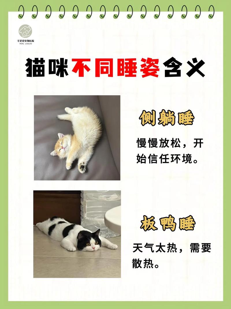 猫咪睡姿代表什么,猫咪睡觉的姿势代表什么-第3张图片-后鲨宠物 猫咪睡姿代表什么,猫咪睡觉的姿势代表什么-第3张图片-后鲨宠物