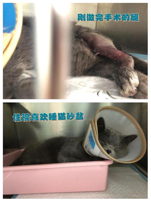 猫咪做手术大概多少钱_猫咪做手术大概多少钱一次-第4张图片-后鲨宠物 猫咪做手术大概多少钱_猫咪做手术大概多少钱一次-第4张图片-后鲨宠物