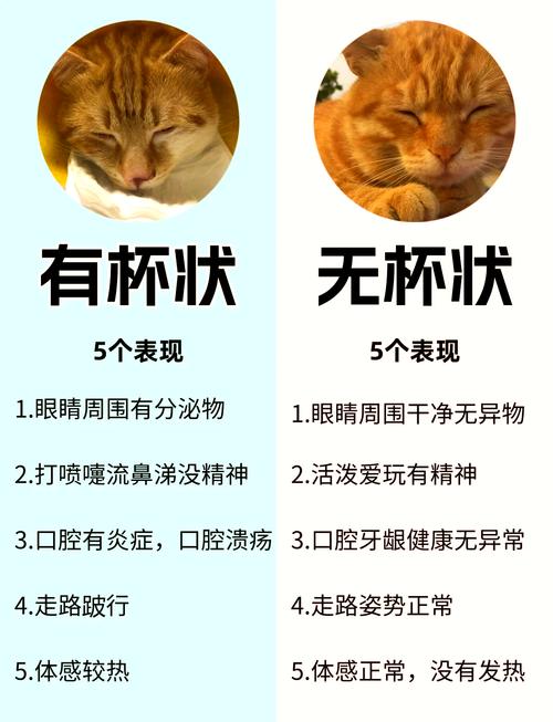 猫咪杯状病毒怎么治疗,猫咪杯状病毒怎么治疗根除-第4张图片-后鲨宠物 猫咪杯状病毒怎么治疗,猫咪杯状病毒怎么治疗根除-第4张图片-后鲨宠物