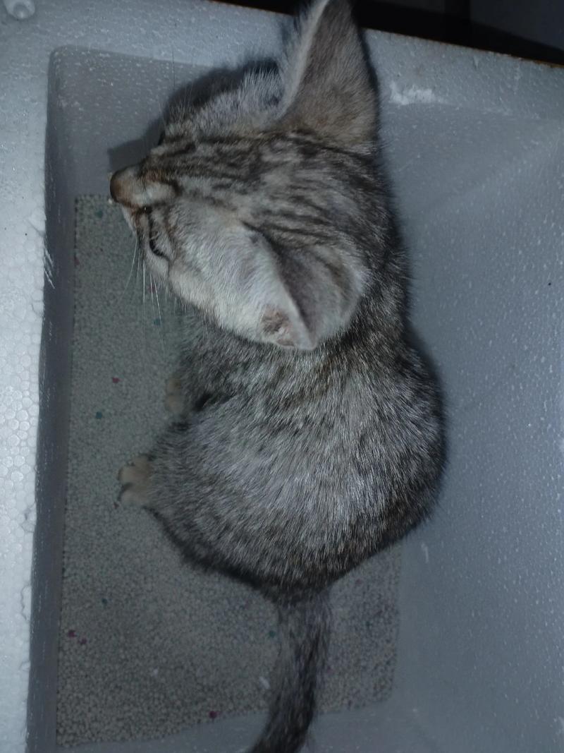 猫咪多大会用猫砂,猫多大学会用猫砂?-第6张图片-后鲨宠物 猫咪多大会用猫砂,猫多大学会用猫砂?-第6张图片-后鲨宠物