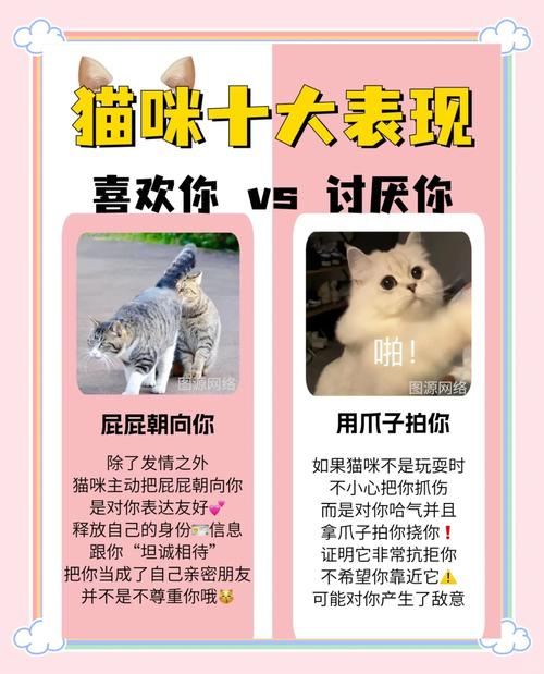 猫咪舒服的表现，猫舒服的时候会发出什么声音-第5张图片-后鲨宠物