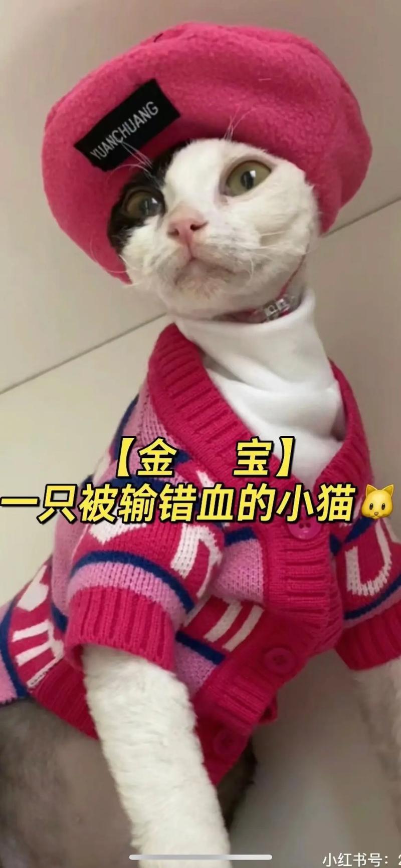 猫咪流红色眼泪,猫咪流红色眼泪正常吗-第2张图片-后鲨宠物 猫咪流红色眼泪,猫咪流红色眼泪正常吗-第2张图片-后鲨宠物