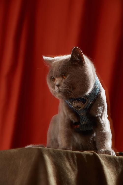 猫咪流红色眼泪,猫咪流红色眼泪正常吗-第4张图片-后鲨宠物 猫咪流红色眼泪,猫咪流红色眼泪正常吗-第4张图片-后鲨宠物