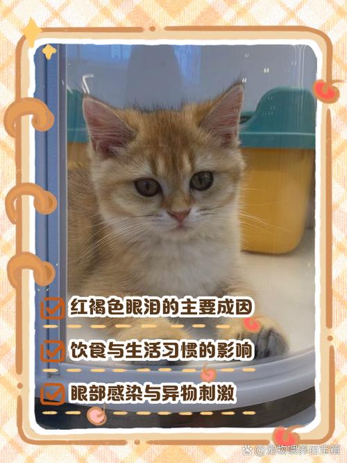 猫咪流红色眼泪,猫咪流红色眼泪正常吗-第5张图片-后鲨宠物 猫咪流红色眼泪,猫咪流红色眼泪正常吗-第5张图片-后鲨宠物