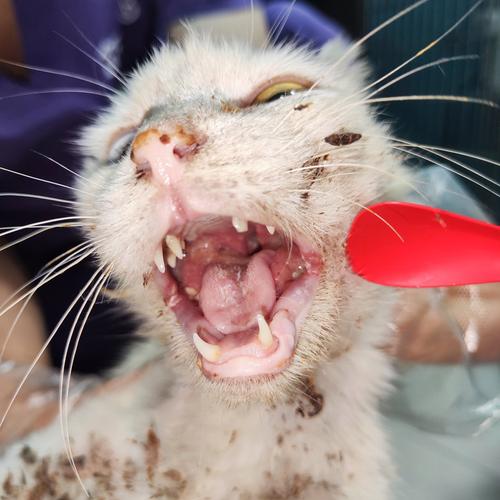 猫咪上火的表现_猫咪上火的表现图片-第2张图片-后鲨宠物 猫咪上火的表现_猫咪上火的表现图片-第2张图片-后鲨宠物