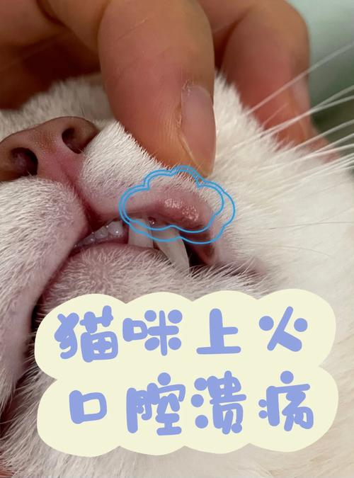 猫咪上火的表现_猫咪上火的表现图片-第3张图片-后鲨宠物 猫咪上火的表现_猫咪上火的表现图片-第3张图片-后鲨宠物