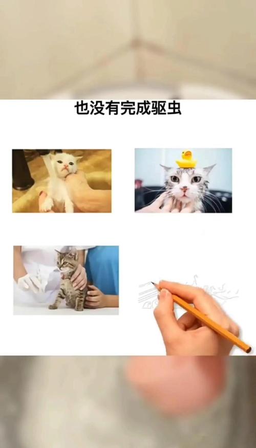  猫咪生产后多久能洗澡，猫咪生产后什么时候可以洗澡-第2张图片-后鲨宠物