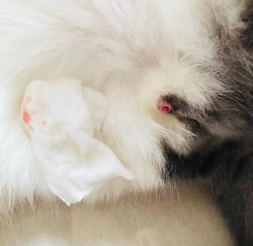 猫咪尿路感染能自愈吗,猫咪尿路感染多少钱能治好-第1张图片-后鲨宠物 猫咪尿路感染能自愈吗,猫咪尿路感染多少钱能治好-第1张图片-后鲨宠物