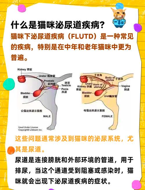 猫咪尿路感染能自愈吗,猫咪尿路感染多少钱能治好-第4张图片-后鲨宠物 猫咪尿路感染能自愈吗,猫咪尿路感染多少钱能治好-第4张图片-后鲨宠物