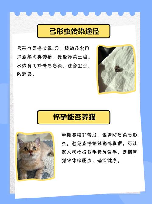 猫咪弓形虫怎么传染给人,猫咪弓形虫如何传染给人?-第2张图片-后鲨宠物 猫咪弓形虫怎么传染给人,猫咪弓形虫如何传染给人?-第2张图片-后鲨宠物