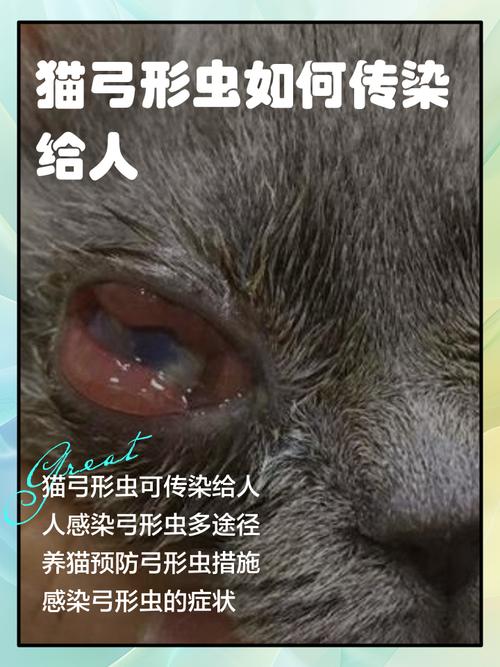 猫咪弓形虫怎么传染给人,猫咪弓形虫如何传染给人?-第3张图片-后鲨宠物 猫咪弓形虫怎么传染给人,猫咪弓形虫如何传染给人?-第3张图片-后鲨宠物