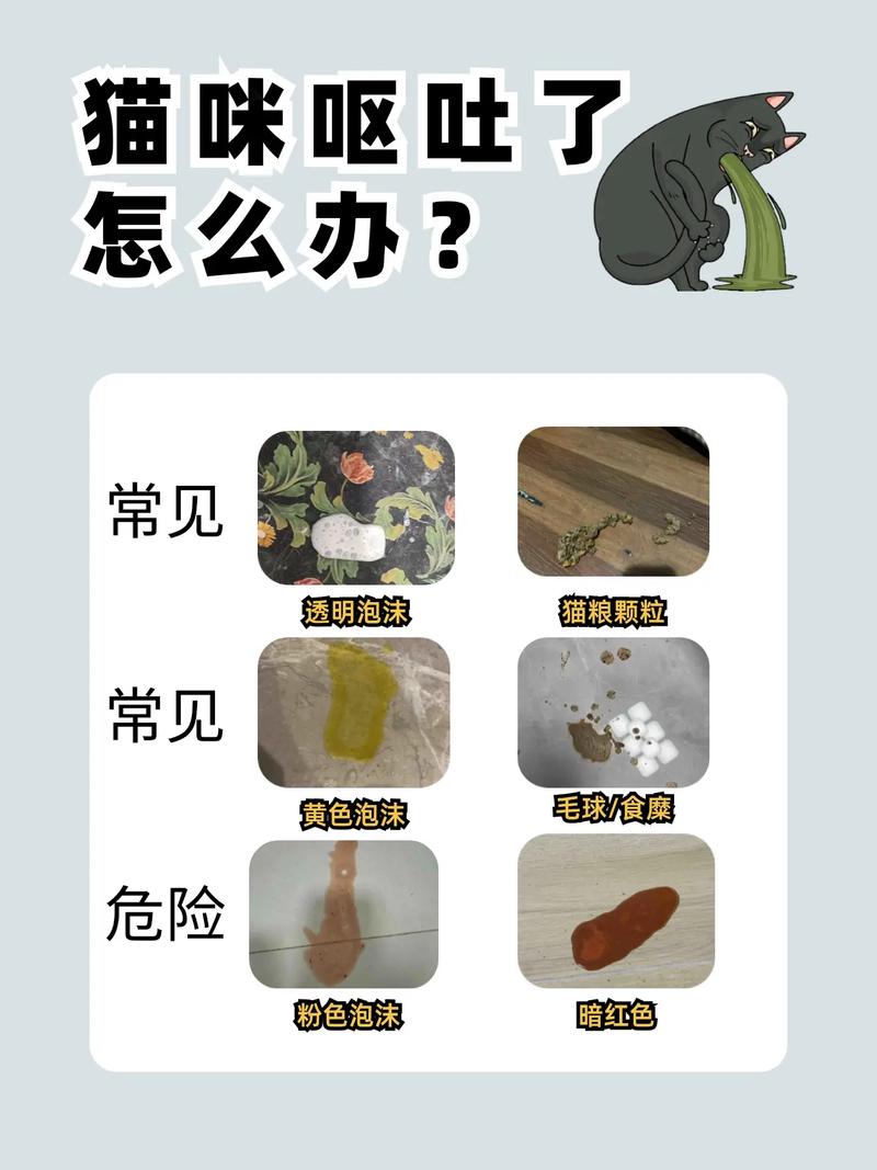 猫咪呕吐了怎么办，猫咪呕吐怎么办不吃食？-第3张图片-后鲨宠物