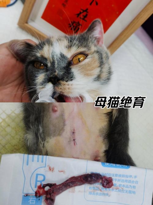 猫咪消炎针一般打几天_猫的消炎针持续多久-第2张图片-后鲨宠物