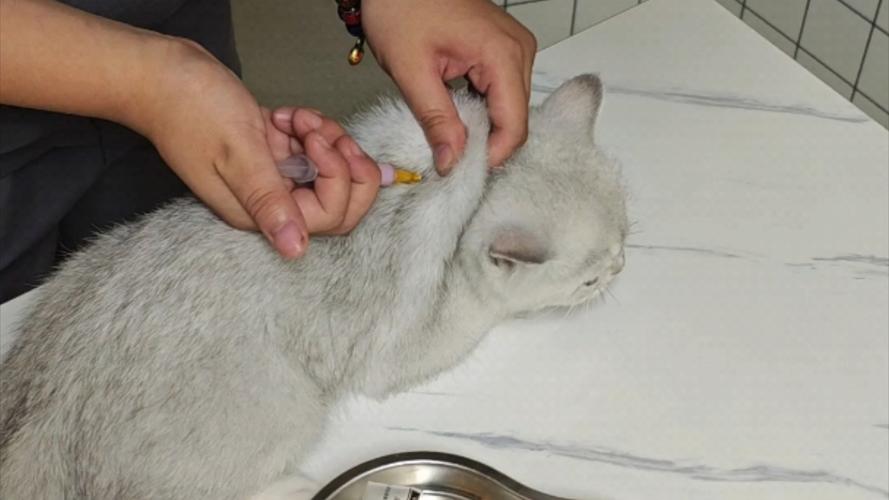 猫咪消炎针一般打几天_猫的消炎针持续多久-第3张图片-后鲨宠物