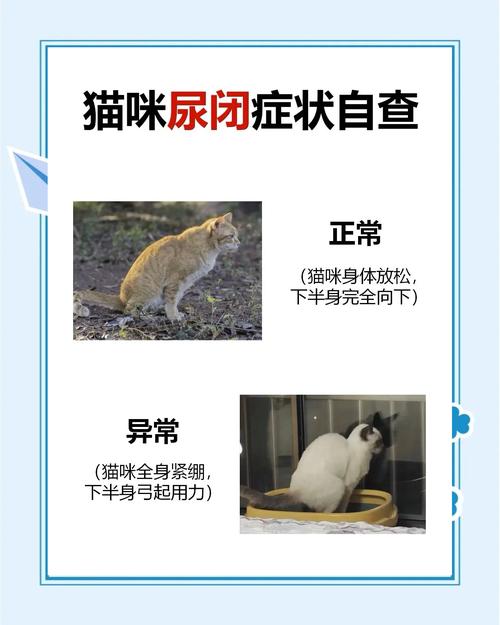 猫咪消炎针一般打几天_猫的消炎针持续多久-第5张图片-后鲨宠物