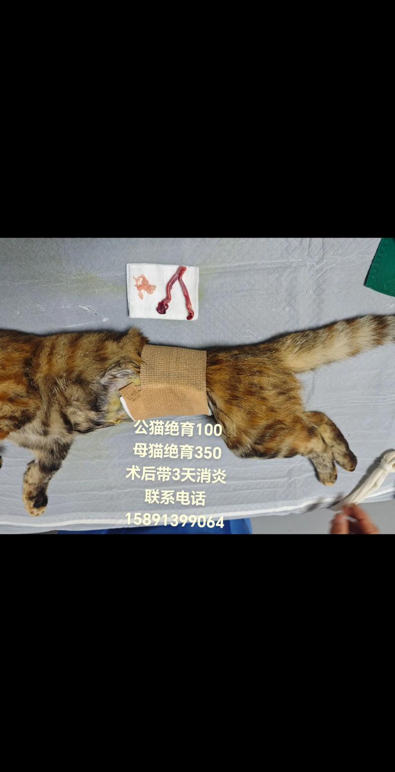 猫咪消炎针一般打几天_猫的消炎针持续多久-第6张图片-后鲨宠物