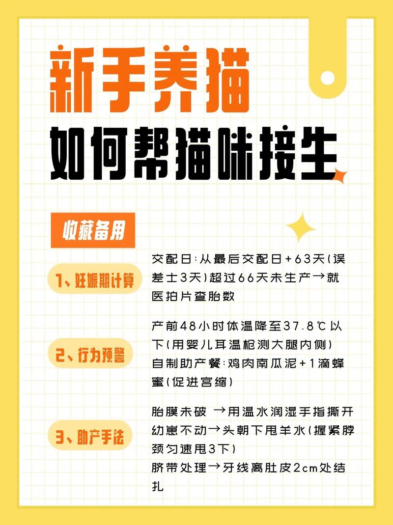 怎么帮助猫咪生产,怎么帮助猫咪生产出来-第3张图片-后鲨宠物 怎么帮助猫咪生产,怎么帮助猫咪生产出来-第3张图片-后鲨宠物