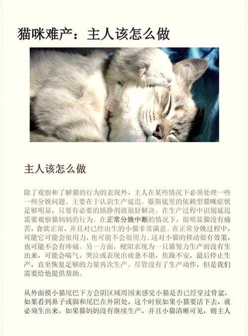 怎么帮助猫咪生产,怎么帮助猫咪生产出来-第4张图片-后鲨宠物 怎么帮助猫咪生产,怎么帮助猫咪生产出来-第4张图片-后鲨宠物