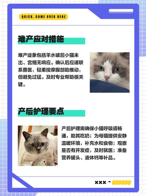 怎么帮助猫咪生产,怎么帮助猫咪生产出来-第6张图片-后鲨宠物 怎么帮助猫咪生产,怎么帮助猫咪生产出来-第6张图片-后鲨宠物