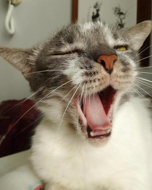 猫咪经常打喷嚏_猫咪经常打喷嚏还有脓鼻涕-第1张图片-后鲨宠物 猫咪经常打喷嚏_猫咪经常打喷嚏还有脓鼻涕-第1张图片-后鲨宠物