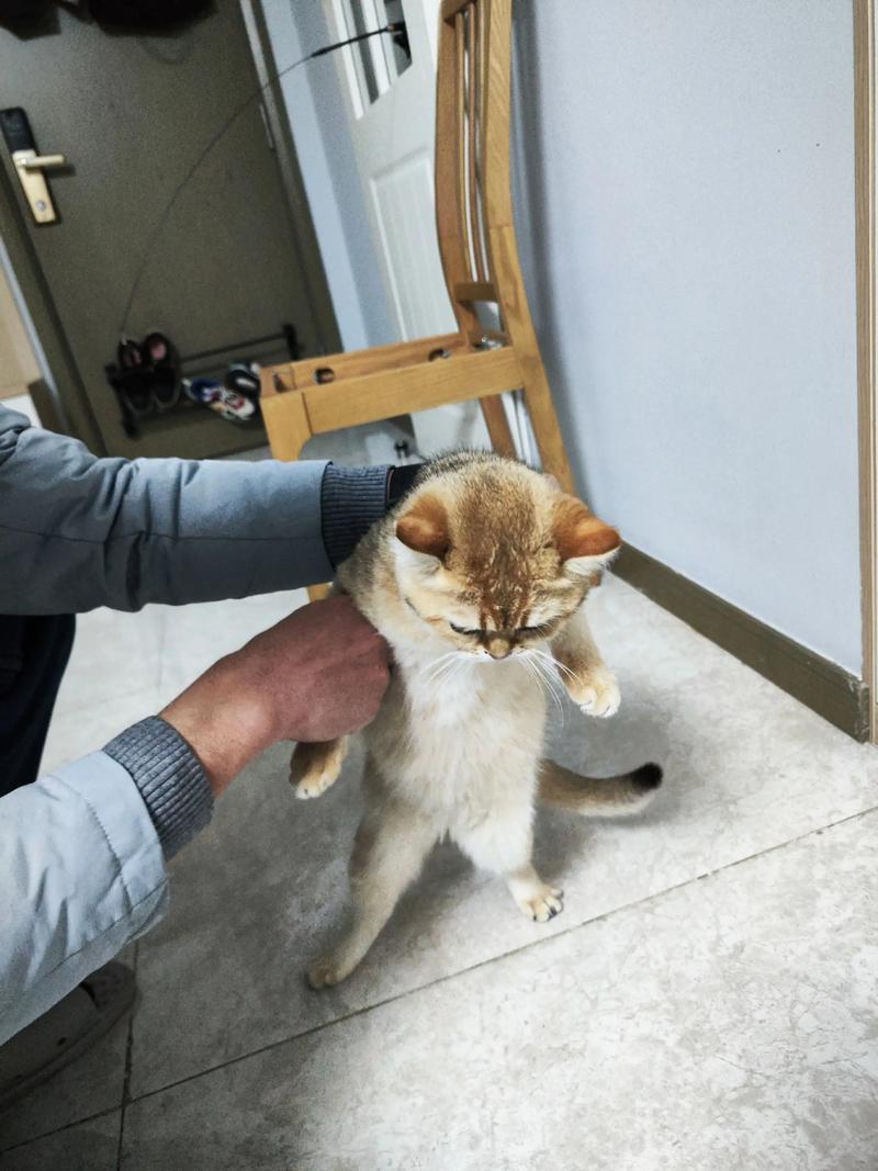 猫咪几个月可以怀孕,5个月的小猫怀孕了咋办?-第5张图片-后鲨宠物 猫咪几个月可以怀孕,5个月的小猫怀孕了咋办?-第5张图片-后鲨宠物