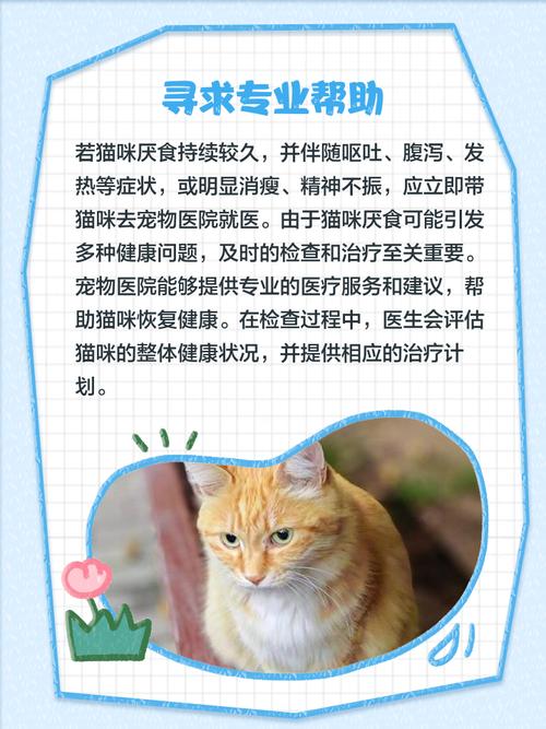猫咪不吃不喝怎么办,猫咪不吃不喝怎么办也没精神 大冬天的就这样趴在地上-第1张图片-后鲨宠物 猫咪不吃不喝怎么办,猫咪不吃不喝怎么办也没精神 大冬天的就这样趴在地上-第1张图片-后鲨宠物