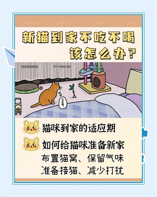 猫咪不吃不喝怎么办,猫咪不吃不喝怎么办也没精神 大冬天的就这样趴在地上-第6张图片-后鲨宠物 猫咪不吃不喝怎么办,猫咪不吃不喝怎么办也没精神 大冬天的就这样趴在地上-第6张图片-后鲨宠物