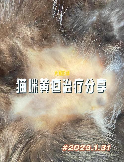  猫咪为什么会得黄疸，猫咪为什么会得黄疸的原因-第4张图片-后鲨宠物