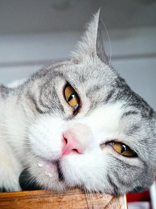猫咪睡觉流口水_猫嘴边挂粘稠的口水-第2张图片-后鲨宠物 猫咪睡觉流口水_猫嘴边挂粘稠的口水-第2张图片-后鲨宠物