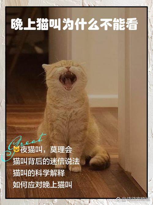 猫咪晚上能看见吗,猫咪晚上能看见吗?-第2张图片-后鲨宠物 猫咪晚上能看见吗,猫咪晚上能看见吗?-第2张图片-后鲨宠物