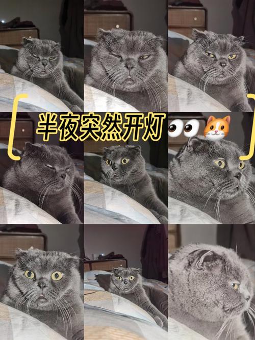 猫咪晚上能看见吗,猫咪晚上能看见吗?-第4张图片-后鲨宠物 猫咪晚上能看见吗,猫咪晚上能看见吗?-第4张图片-后鲨宠物