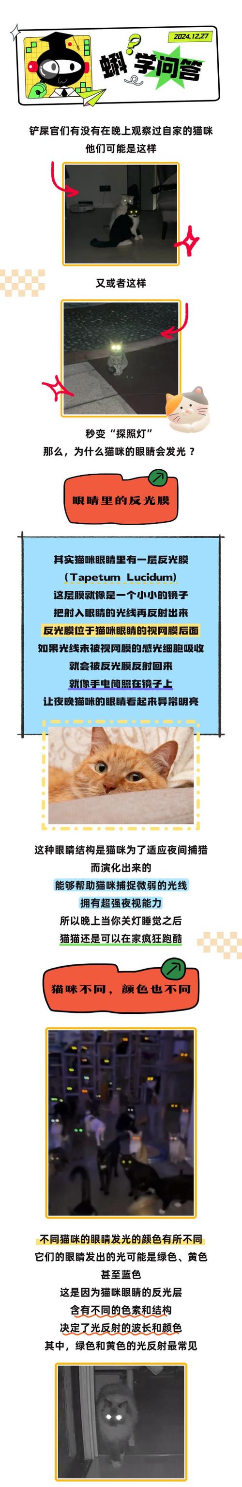猫咪晚上能看见吗,猫咪晚上能看见吗?-第5张图片-后鲨宠物 猫咪晚上能看见吗,猫咪晚上能看见吗?-第5张图片-后鲨宠物