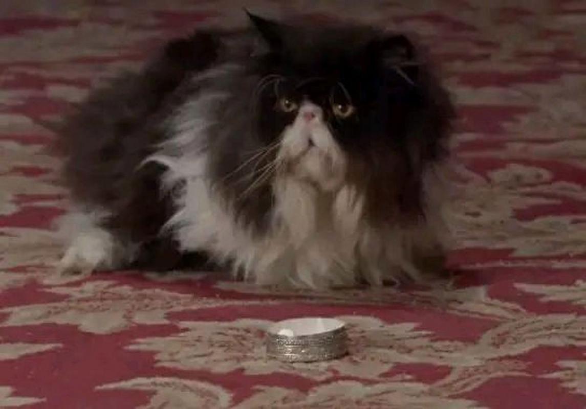 猫咪能吃松子吗,猫咪能吃松子吗有毒吗?-第3张图片-后鲨宠物 猫咪能吃松子吗,猫咪能吃松子吗有毒吗?-第3张图片-后鲨宠物