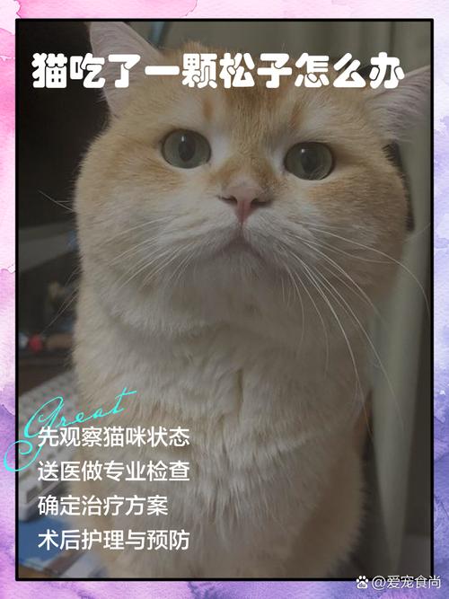 猫咪能吃松子吗,猫咪能吃松子吗有毒吗?-第4张图片-后鲨宠物 猫咪能吃松子吗,猫咪能吃松子吗有毒吗?-第4张图片-后鲨宠物
