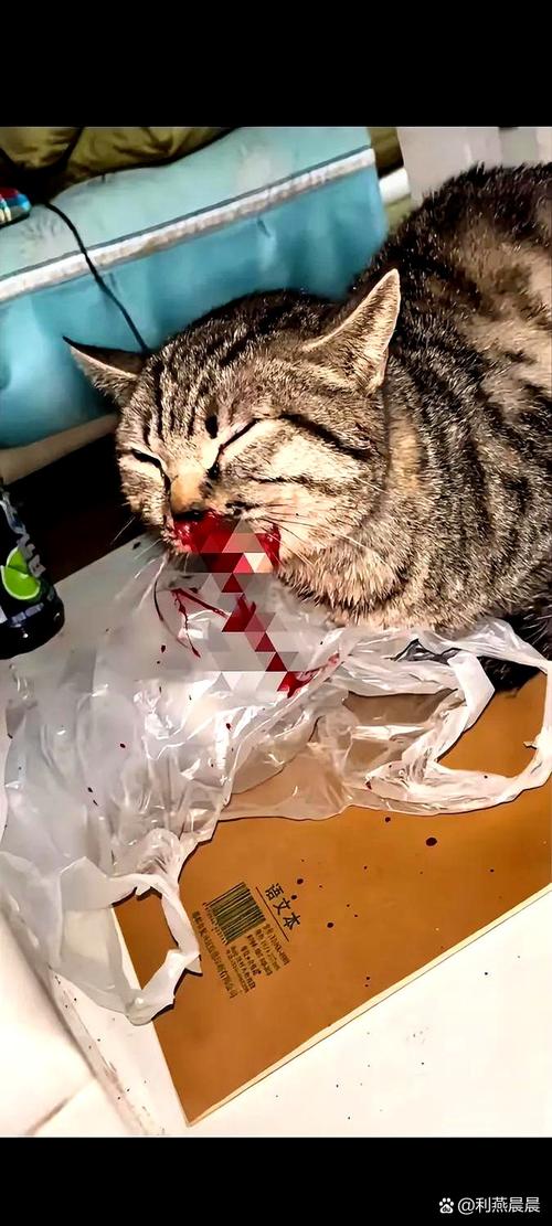 猫咪能打头部吗_猫能打头么