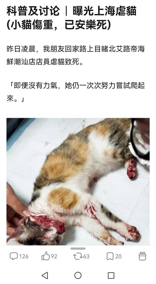 猫咪能打头部吗_猫能打头么-第2张图片-后鲨宠物 猫咪能打头部吗_猫能打头么-第2张图片-后鲨宠物