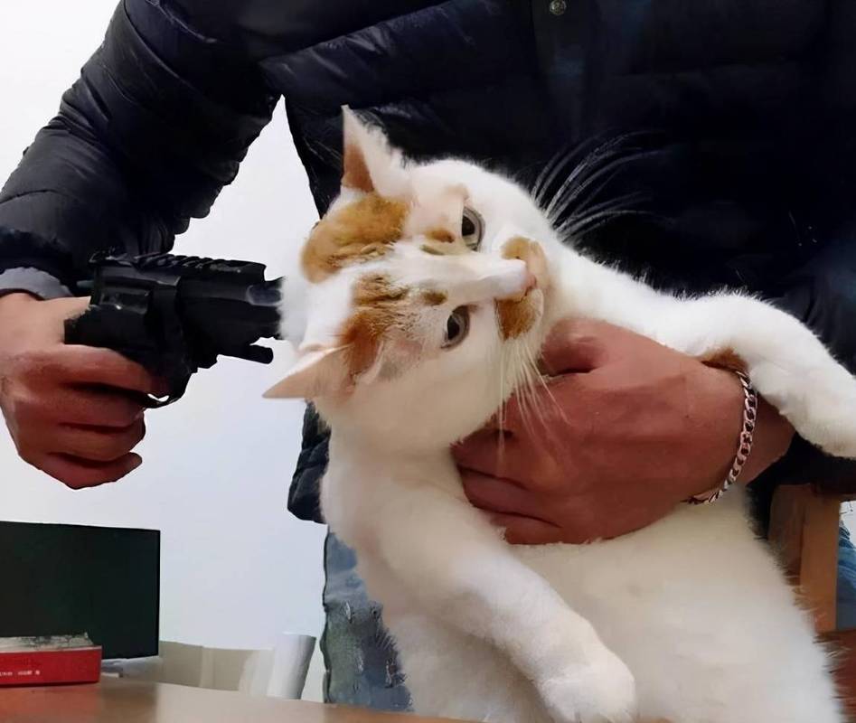 猫咪能打头部吗_猫能打头么-第3张图片-后鲨宠物 猫咪能打头部吗_猫能打头么-第3张图片-后鲨宠物