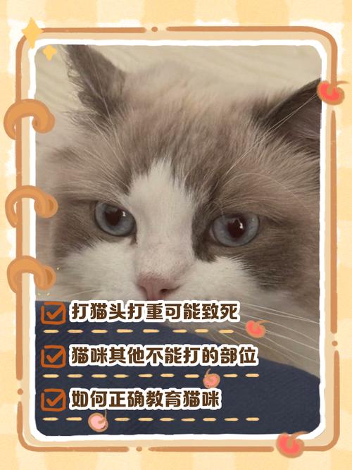 猫咪能打头部吗_猫能打头么-第5张图片-后鲨宠物 猫咪能打头部吗_猫能打头么-第5张图片-后鲨宠物