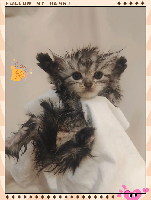 小猫咪多大可以洗澡,小猫咪多大洗澡比较好?-第2张图片-后鲨宠物 小猫咪多大可以洗澡,小猫咪多大洗澡比较好?-第2张图片-后鲨宠物