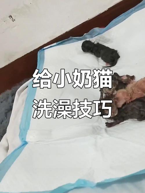 小猫咪多大可以洗澡,小猫咪多大洗澡比较好?-第4张图片-后鲨宠物 小猫咪多大可以洗澡,小猫咪多大洗澡比较好?-第4张图片-后鲨宠物
